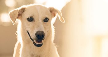 Take A Leadership Lesson from Your Dog
